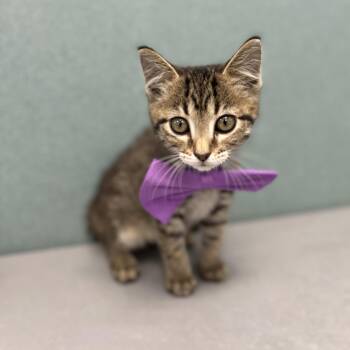 Abbey -  Domestic Short Hair Cat for Adoption in Bardstown, Kentucky - Abbey | PetCurious