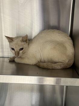 NEBULA -  Domestic Short Hair Cat for Adoption in Fort Lauderdale, Florida - NEBULA | PetCurious