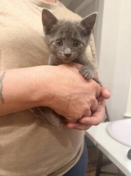 Russian Blue Cats Available for Adoption in Camden, South Carolina - Hilton (Available For Pre-adoption) | PetCurious