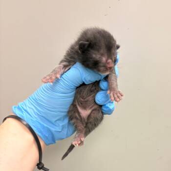 F.P. -  Domestic Short Hair Cat for Adoption in Columbiana, Alabama - F.P. | PetCurious