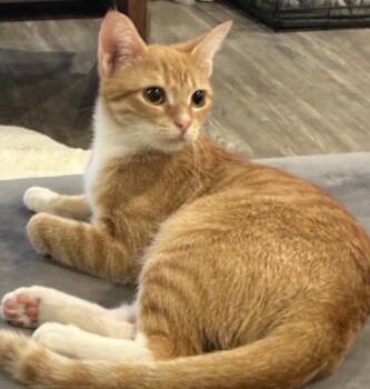 Ginger -  Domestic Short Hair Cat for Adoption in Cincinnati, Ohio - Ginger | PetCurious