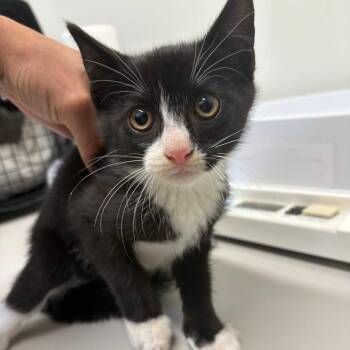 26-267 -  Domestic Short Hair Cat for Adoption in North Branford, Connecticut - 26-267 | PetCurious