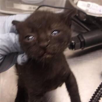 Jakob -  Domestic Short Hair Cat for Adoption in Chicago, Illinois - Jakob | PetCurious
