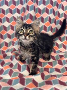 Aniya @ PetSmart Walker Rd -  Domestic Medium Hair Cat for Adoption in Newberg, Oregon - Aniya @ PetSmart Walker Rd | PetCurious