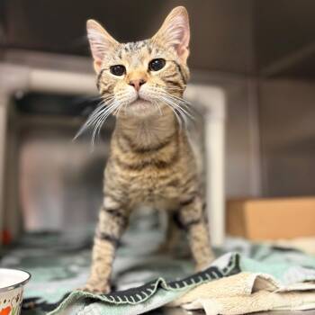 Ferb -  Domestic Short Hair Cat for Adoption in Milan, Illinois - Ferb | PetCurious