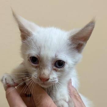 Ash -  Domestic Short Hair Cat for Adoption in Midland, Texas - Ash | PetCurious