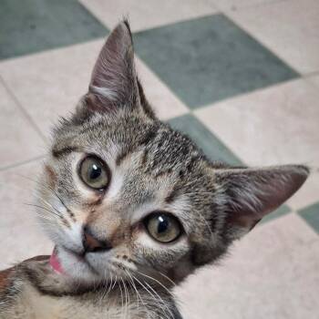 Domestic Short Hair Cats Available for Adoption in Lakeland, Florida - Bass | PetCurious