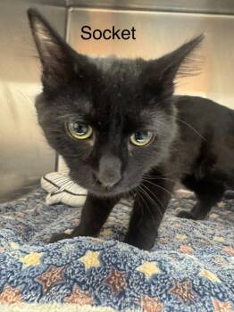 Socket -  Domestic Short Hair Cat for Adoption in St. George, Utah - Socket | PetCurious