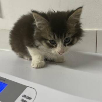 Lerion -  Domestic Short Hair Cat for Adoption in St. Louis, Missouri - Lerion | PetCurious