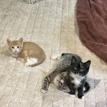 Diego -  Domestic Short Hair Cat for Adoption in Tustin, California - Diego | PetCurious