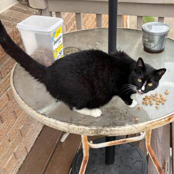 Polaris -  Domestic Short Hair Cat Available for Adoption in Mt. Juliet, Tennessee - Polaris | PetCurious