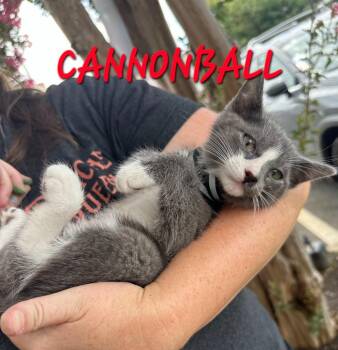 CannonBall -  Domestic Short Hair Cat for Adoption in Rome, Georgia - CannonBall | PetCurious