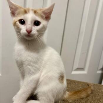 Serrano -  Domestic Short Hair Cat for Adoption in Evansville, Indiana - Serrano | PetCurious