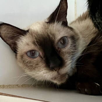 Rescue Siamese Cats for Adoption in Oakland, California - Birdie | PetCurious