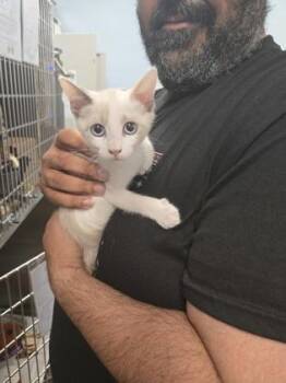 Lil Ruffle -  Siamese and Domestic Short Hair Cat for Adoption in River Ridge, Louisiana - Lil Ruffle | PetCurious