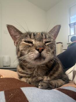 Shani -  American Shorthair Cat for Adoption in Pompano Beach, Florida - Shani | PetCurious