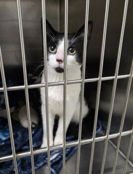 Moooo -  Domestic Short Hair Cat for Adoption in Winnipeg, Manitoba - Moooo | PetCurious