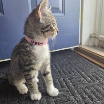 Hedy Lamarr -  Domestic Short Hair Cat for Adoption in Skokie, Illinois - Hedy Lamarr | PetCurious
