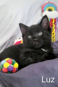 Rescue Domestic Short Hair Cats for Adoption - Luz | PetCurious