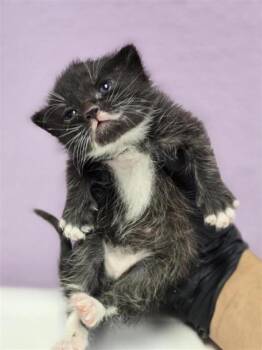 Domestic Short Hair Cats Available for Adoption in El Paso, Texas - 60878175 | PetCurious