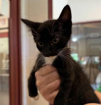 Domestic Short Hair Cats Available for Adoption in Slidell, Louisiana - Curley | PetCurious