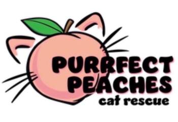 Patricia Clarkson -  Domestic Short Hair Cat for Adoption in Douglasville, Georgia - Patricia Clarkson | PetCurious