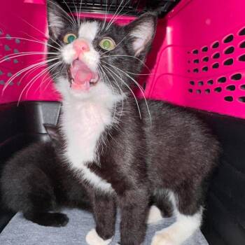 Shouty McShoutface -  Domestic Short Hair Cat for Adoption in Johnstown, Pennsylvania - Shouty McShoutface | PetCurious