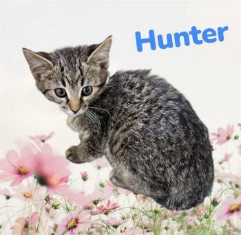 Domestic Short Hair Cats Available for Adoption in Visalia, California - HUNTER | PetCurious