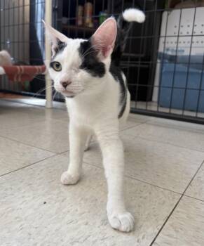 Rambo -  Domestic Short Hair Cat for Adoption in Lemoore, California - Rambo | PetCurious