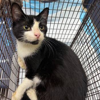 Darcey -  Domestic Short Hair Cat for Adoption in Galveston, Texas - Darcey | PetCurious