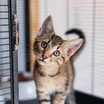 Mt. Dew -  Domestic Short Hair Cat for Adoption in Morristown, Vermont - Mt. Dew | PetCurious