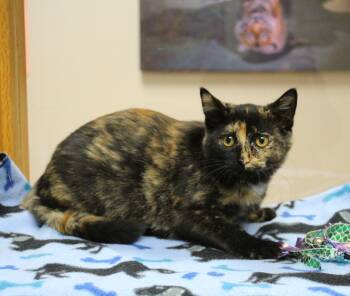 Marlena -  Tortoiseshell Cat for Adoption in Portage, Wisconsin - Marlena | PetCurious