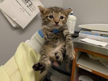 KIKI -  Domestic Short Hair Cat for Adoption in Kent, Washington - KIKI | PetCurious