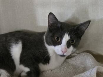 TWEET -  Domestic Short Hair Cat for Adoption in Broomfield, Colorado - TWEET | PetCurious