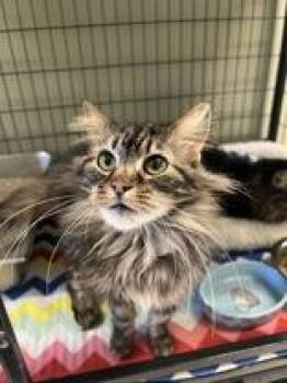 Domestic Long Hair Cats Available for Adoption - Merry | PetCurious