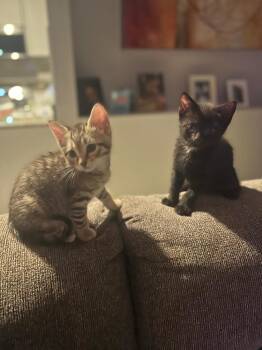 Domestic Short Hair Cats Available for Adoption in New York, New York - Hutch & Starsky | PetCurious