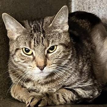 Clover -  Domestic Short Hair Cat for Adoption in Baltimore, Maryland - Clover | PetCurious