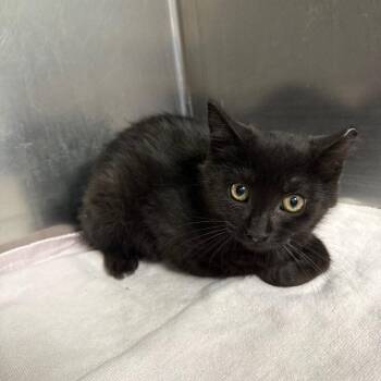 Sable -  Domestic Short Hair Cat for Adoption in Roanoke, Virginia - Sable | PetCurious