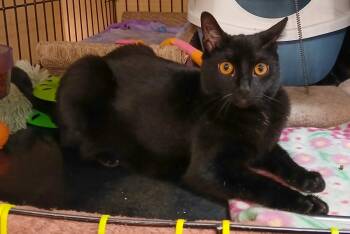 Domestic Short Hair Cats Available for Adoption in Elmwood Park, New Jersey - Lovey | PetCurious