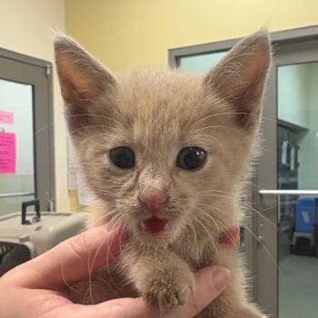Cottonball -  Domestic Short Hair Cat for Adoption in Lynchburg, Virginia - Cottonball | PetCurious