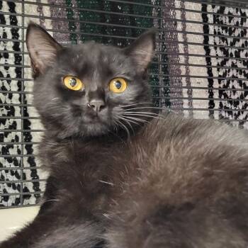 Raven -  Domestic Short Hair Cat for Adoption in Milan, Illinois - Raven | PetCurious