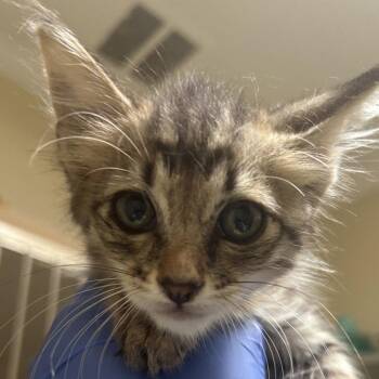 Brooks -  Domestic Short Hair Cat for Adoption in Dallas, Texas - Brooks | PetCurious