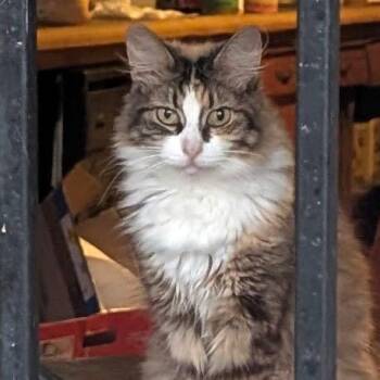 Dorito -  Domestic Long Hair Cat for Adoption in Long Beach, California - Dorito | PetCurious