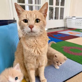 Marmalade -  Domestic Short Hair Cat for Adoption in Aldie, Virginia - Marmalade | PetCurious