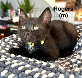 Rescue Domestic Short Hair Cats for Adoption in Saugerties, New York - Rogers | PetCurious