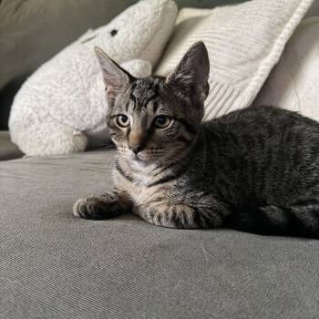 Drizzle -  American Shorthair Cat for Adoption in Massillon, Ohio - Drizzle | PetCurious