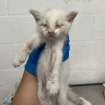 Ice cream -  Domestic Short Hair Cat for Adoption in Edinburg, Texas - Ice Cream | PetCurious