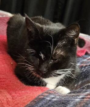 Patty -  Domestic Short Hair Cat for Adoption in Kirklin, Indiana - Patty | PetCurious