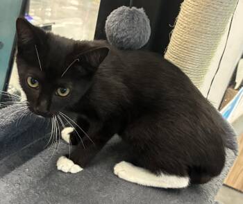 Rigby 8.4.26 -  Domestic Short Hair Cat for Adoption in Apopka, Florida - Rigby 8.4.26 | PetCurious