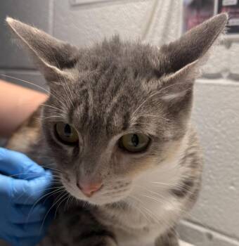 Liza -  Domestic Short Hair Cat for Adoption in Golden, Colorado - Liza | PetCurious